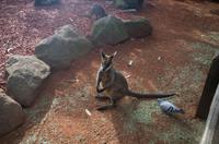 Blue Mountains und Featherdale Wildlife Park