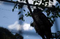 Blue Mountains und Featherdale Wildlife Park