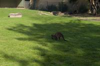 Blue Mountains und Featherdale Wildlife Park