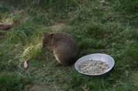 Blue Mountains und Featherdale Wildlife Park