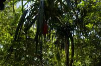 Regenwald-Seilbahn und Aboriginies