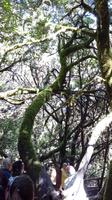 Gomera - Lorbeerwald Laguna Grande (3)