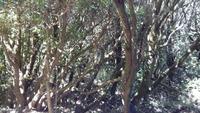 Gomera - Lorbeerwald Laguna Grande (9)