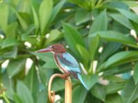 011. Castle Kalwar- Eisvogel