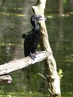 135. Baratpur -Keoladeo Nationalpark