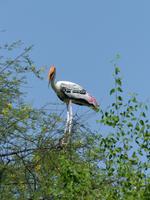 145. Baratpur -Keoladeo Nationalpark