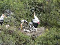 150. Baratpur -Keoladeo Nationalpark