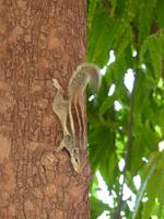 223. Agra - Rotes Fort