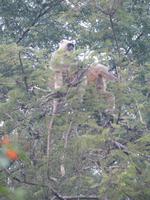 500. Chandigarh - Languren