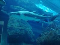 Aquarium Dubai Mall