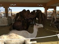 Kamelmarkt in Al Ain
