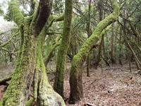 Inselhüpfen auf den Kanaren - 12 Tage Rundreise auf den Kanarische Inseln Teneriffa – La Gomera – La Palma – Gran Canaria (889)