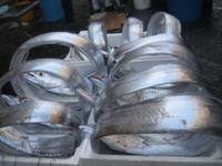 IMG_6866 Gürtelfische