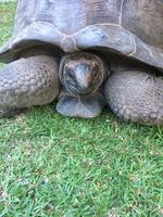 Landschilkröte auf dem Hotelgelände von Emerald cove