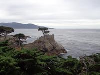 Lone Cypress