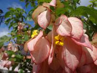 Wegbegleiter in Mexico