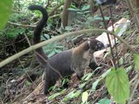 Nasenbär - Costa Rica