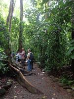 riesiger Sekundärer Urwald