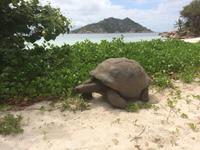 Landschildkröte auf Sister Island