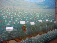 Opium Museum in Thailand