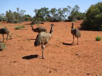 Fahrt zum Ayers Rock