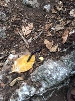 Riesentausendfüßler