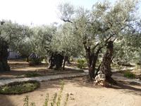 Garten Gethsemane