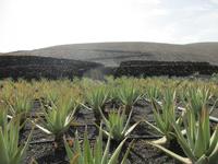 die Aloe Plantage