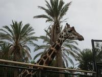 die Giraffe im Oasis-Park
