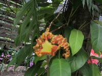 Orchideen-Garten