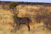 Pirschfahrt in Lapa Lange - Wasserbock