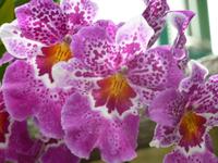 Eric Young Orchideenausstellung