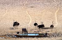 Garub Wasserstelle bei Aus