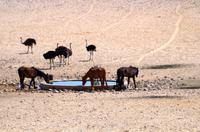Garub Wasserstelle bei Aus - Straß, Oryx, Wildpferd
