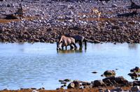 Etosha Nationalpark - Springböcke und Oryxe