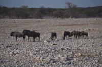 Etosha Nationalpark - Gnus