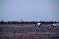 Etosha Nationalpark