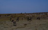 Etosha Nationalpark - Zebras
