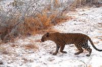 Etosha Nationalpark - Leopard