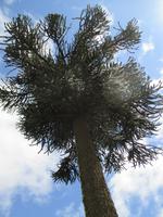 IMG 9094 Trompenpass