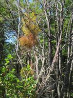 IMG 9409 Nationalpark Tierra del Fuego