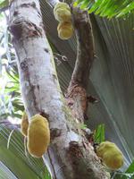 Jackfrucht im Valle de Mai