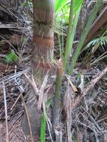 Im Valle de Mai Nationalpark - stacheliger Palmenstamm