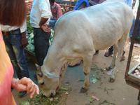 Auch eine heilige Kuh hat Hunger