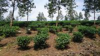 Teeplantage
