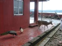 Zutrauliche Tiere auf Ross Island