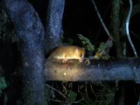 Ankunft im Ranomafana Nationalpark - Mauslemuren