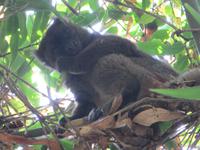 Ranomafana Nationalpark - Wanderung - DER Goldene Bambuslemur