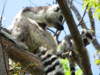 Anjas Reservat: Kattas 