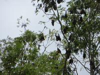 Mauritius: im Botanischen Garten von Pamplemousse - Flughunde